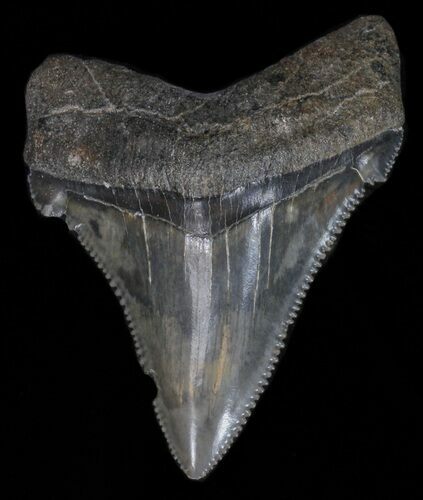 Angustidens Tooth - Megalodon Ancestor #40643